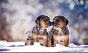 Two Catahoula Leopard Dog puppies with merle coats touching noses in snow