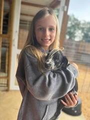 Young girl gently holding a Catahoula Leopard Dog puppy