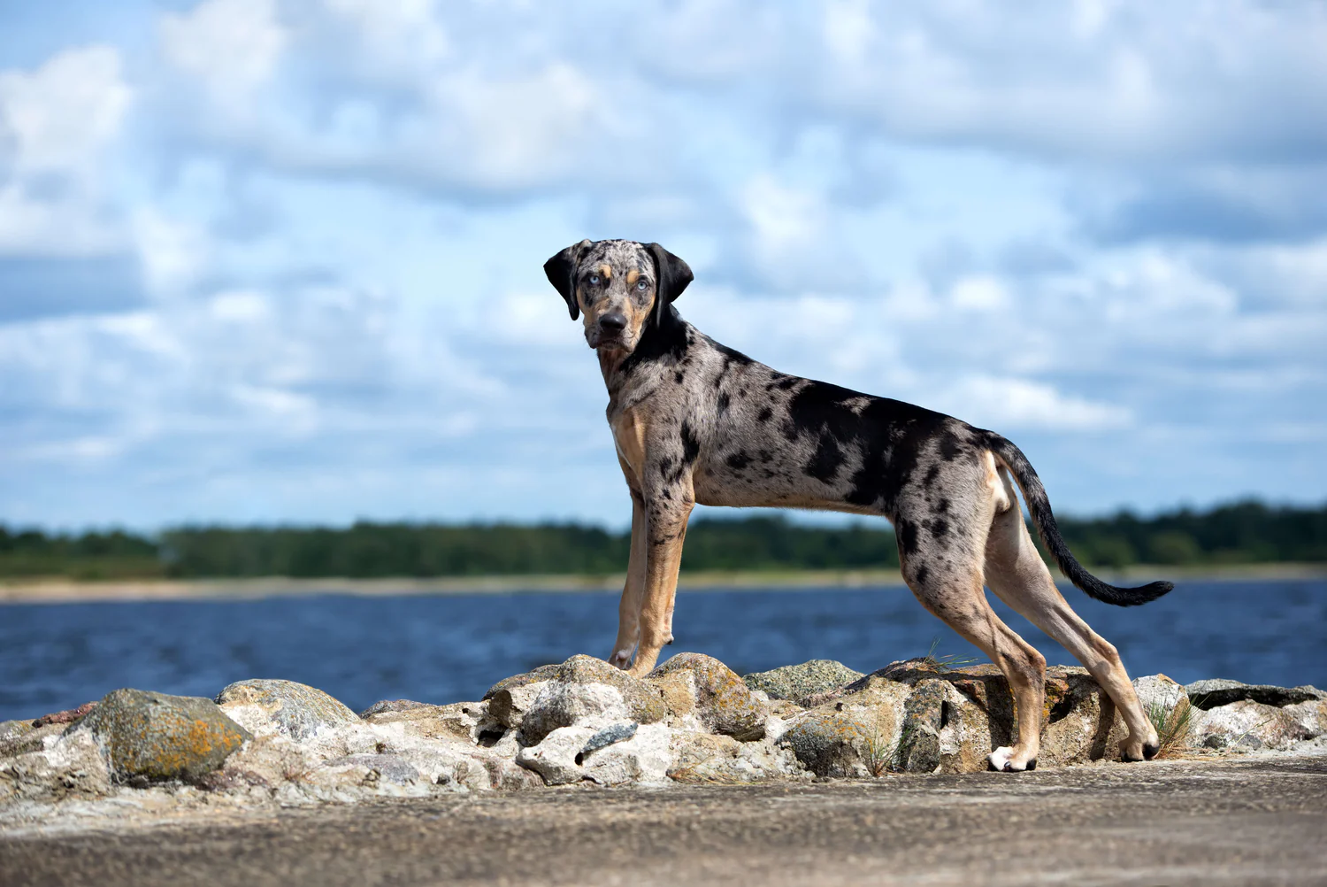 Catahoula Leopard Dog