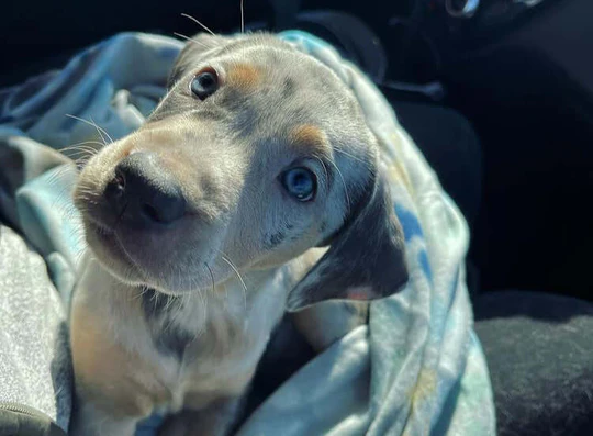 MIA - Blue Merle Female Catahoula Puppy. - Image 4