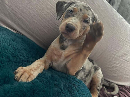 MIA - Blue Merle Female Catahoula Puppy. - Image 2