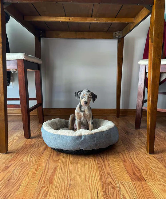MIA - Blue Merle Female Catahoula Puppy. - Image 3
