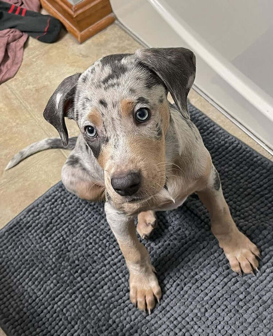 MIA - Blue Merle Female Catahoula Puppy. - Image 6