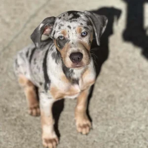 MIA - Blue Merle Female Catahoula Puppy.