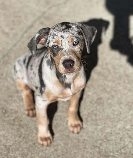 MIA - Blue Merle Female Catahoula Puppy.