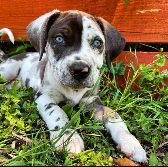 Buddy - Brown Merle Catahoula Puppy For Sale With Bright Blue Eyes - Image 4