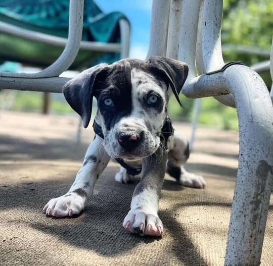 Buddy - Brown Merle Catahoula Puppy For Sale With Bright Blue Eyes - Image 3