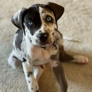 Buddy - Brown Merle Catahoula Puppy For Sale With Bright Blue Eyes