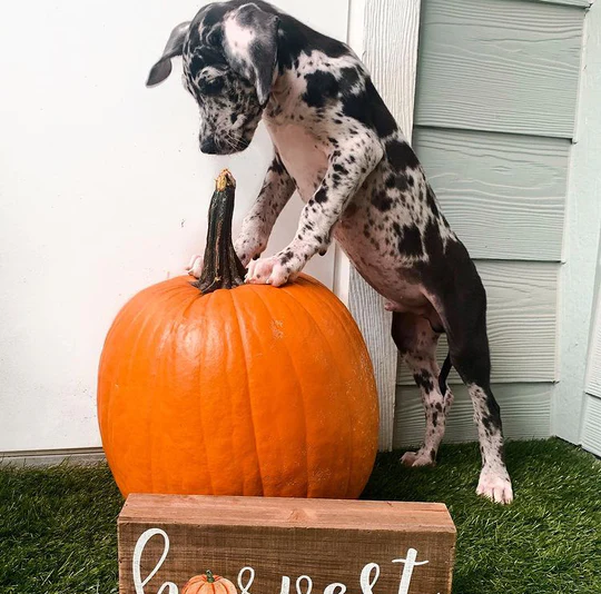 Cooper - Blue Merle Male Catahoula Puppy - Image 2