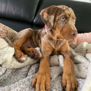 Ella - Red Merle Catahoula Puppy for Sale – with Blue Eyes