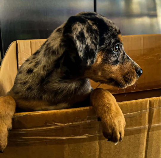 MORA - Blue Merle Catahoula Puppy for Sale, Smart and Sweet - Image 3
