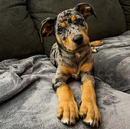 MORA - Blue Merle Catahoula Puppy for Sale, Smart and Sweet - Image 5