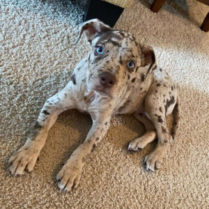 Lily - Tan and Merle Catahoula Leopard Puppy, Striking Blue Eyes