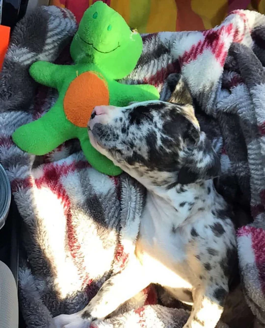 Koda - Stunning Blue Merle Catahoula Leopard Dog Male Puppy - Image 4