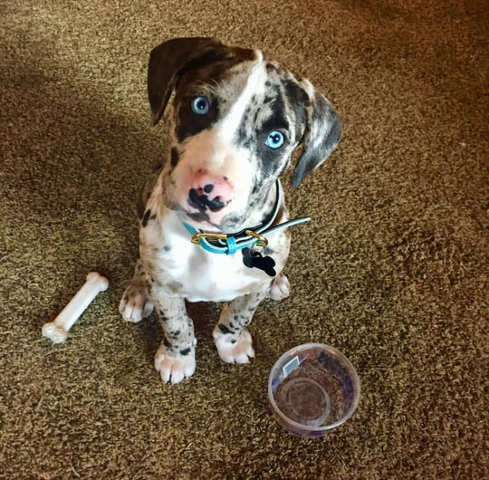 Koda - Stunning Blue Merle Catahoula Leopard Dog Male Puppy - Image 6
