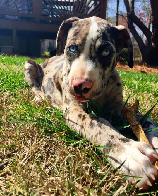 Koda - Stunning Blue Merle Catahoula Leopard Dog Male Puppy - Image 3