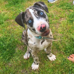 Koda - Stunning Blue Merle Catahoula Leopard Dog Male Puppy