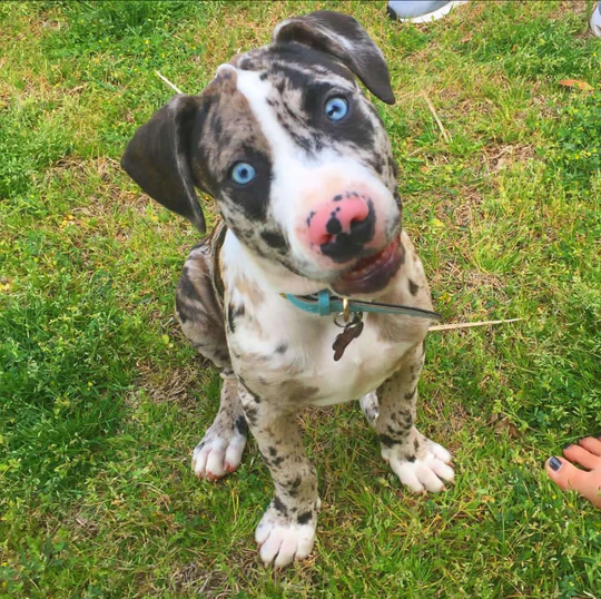 Koda - Stunning Blue Merle Catahoula Leopard Dog Male Puppy