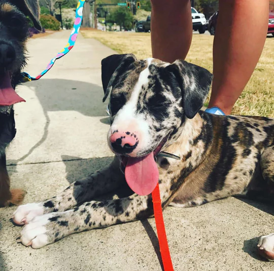 Koda - Stunning Blue Merle Catahoula Leopard Dog Male Puppy - Image 5