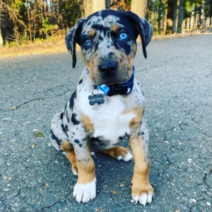 Max - Stunning Blue Merle Male Catahoula Puppy with Cracked Ice-Blue Eyes