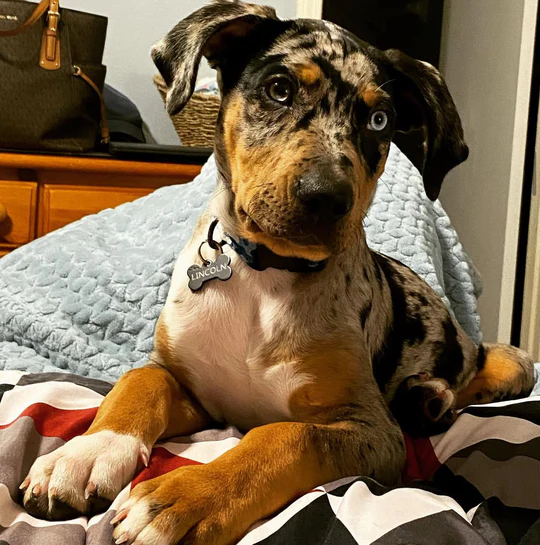 Max - Stunning Blue Merle Male Catahoula Puppy with Cracked Ice-Blue Eyes - Image 3