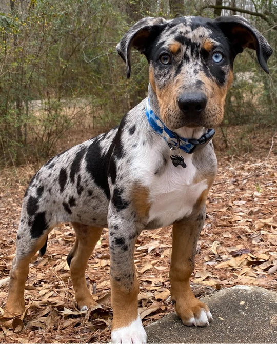 Max - Stunning Blue Merle Male Catahoula Puppy with Cracked Ice-Blue Eyes - Image 2