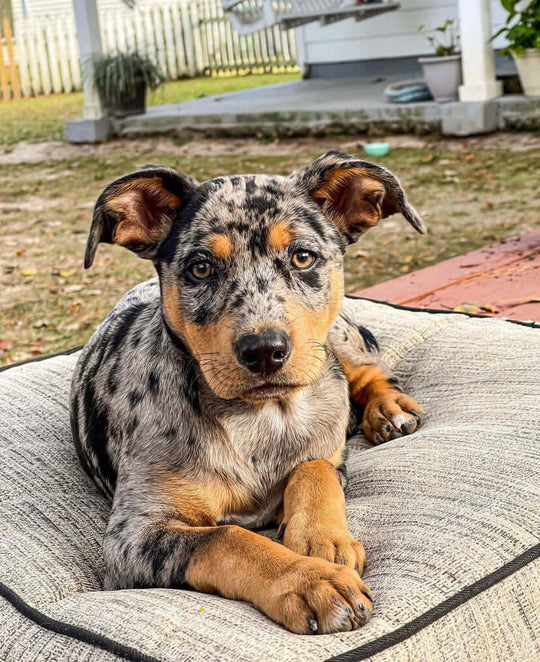 MORA - Blue Merle Catahoula Puppy for Sale, Smart and Sweet - Image 2