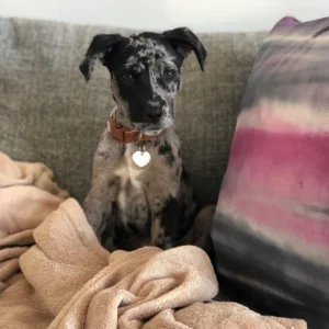 Diesel - Silver Merle Catahoula Puppy For Sale