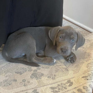 Balo - Catahoula Leopard Dog Puppy for Sale, Stunning Silver Coat.