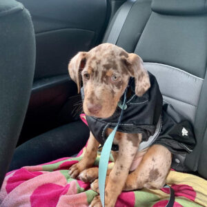 Nala - Brown & Red Merle Catahoula Puppy for Sale