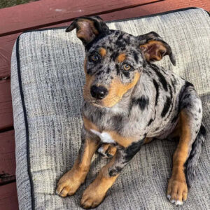 MORA - Blue Merle Catahoula Puppy for Sale, Smart and Sweet