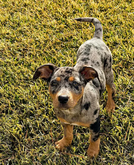 MORA - Blue Merle Catahoula Puppy for Sale, Smart and Sweet - Image 4