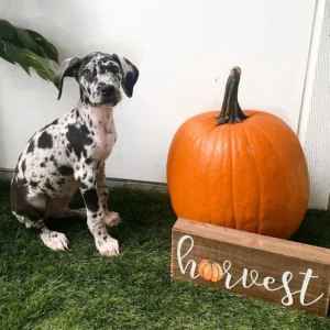 Cooper - Blue Merle Male Catahoula Puppy