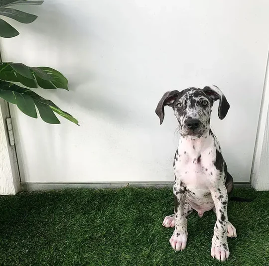 Cooper - Blue Merle Male Catahoula Puppy - Image 3