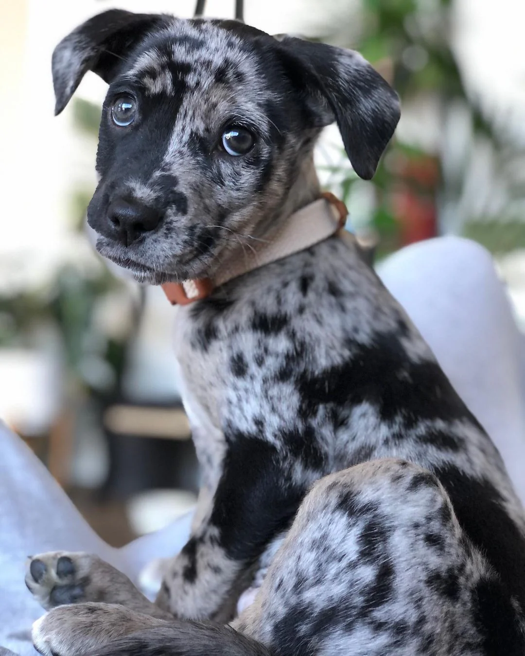 Koda - Stunning Blue Merle Catahoula Leopard Dog Male Puppy - Image 7