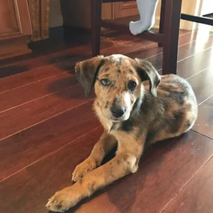 STELLA - Female Merle Catahoula Puppy with Striking Pattern