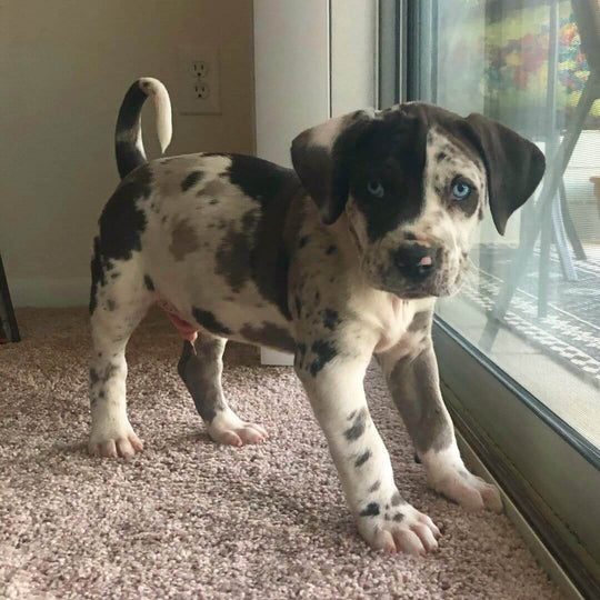 Buddy - Brown Merle Catahoula Puppy For Sale With Bright Blue Eyes - Image 2