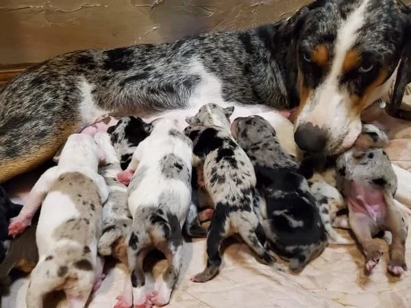 Ethical Breeding
