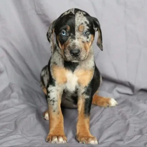 Teddy - Black and Tan Catahoula Puppy for Sale