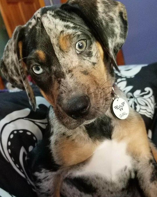 Teddy - Black and Tan Catahoula Puppy for Sale - Image 4