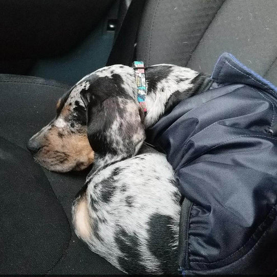 Teddy - Black and Tan Catahoula Puppy for Sale - Image 3