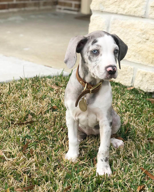 Bella - Blue Merle Catahoula Leopard Dog Puppy for Sale - Image 5