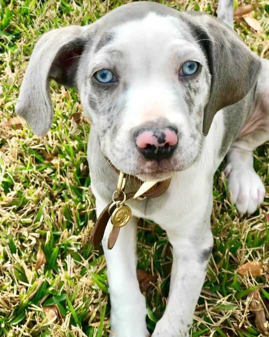 Bella - Blue Merle Catahoula Leopard Dog Puppy for Sale - Image 2