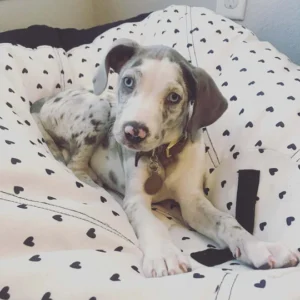 Bella - Blue Merle Catahoula Leopard Dog Puppy for Sale