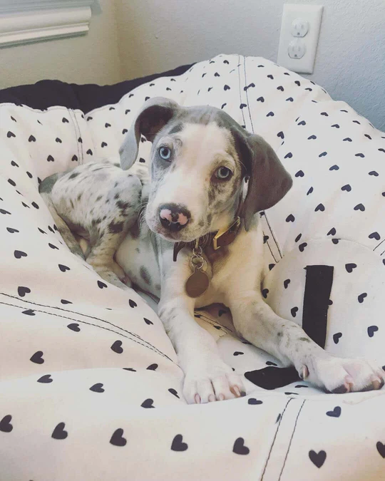 Bella - Blue Merle Catahoula Leopard Dog Puppy for Sale