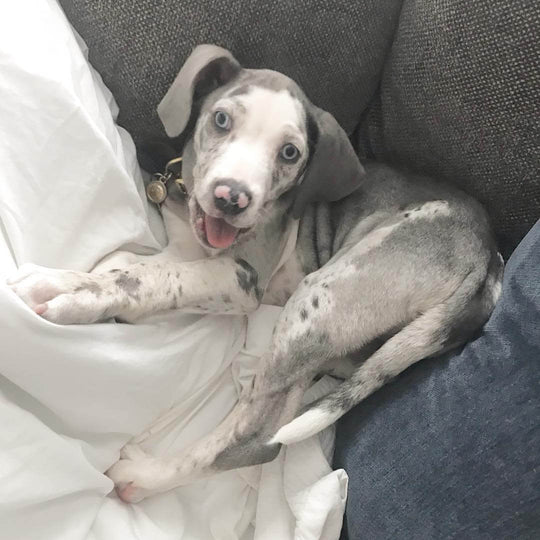 Bella - Blue Merle Catahoula Leopard Dog Puppy for Sale - Image 4