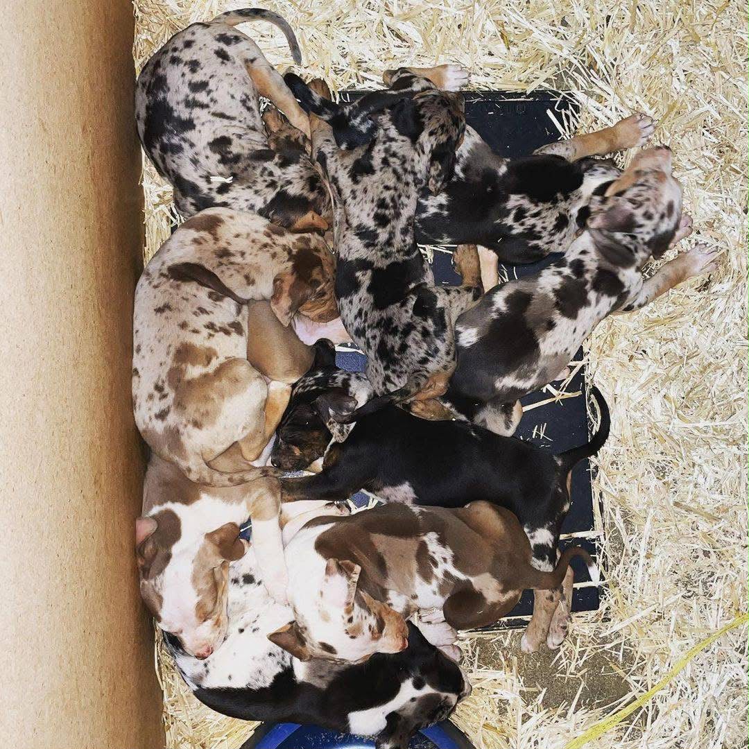 Humble Catahoula Kennels property