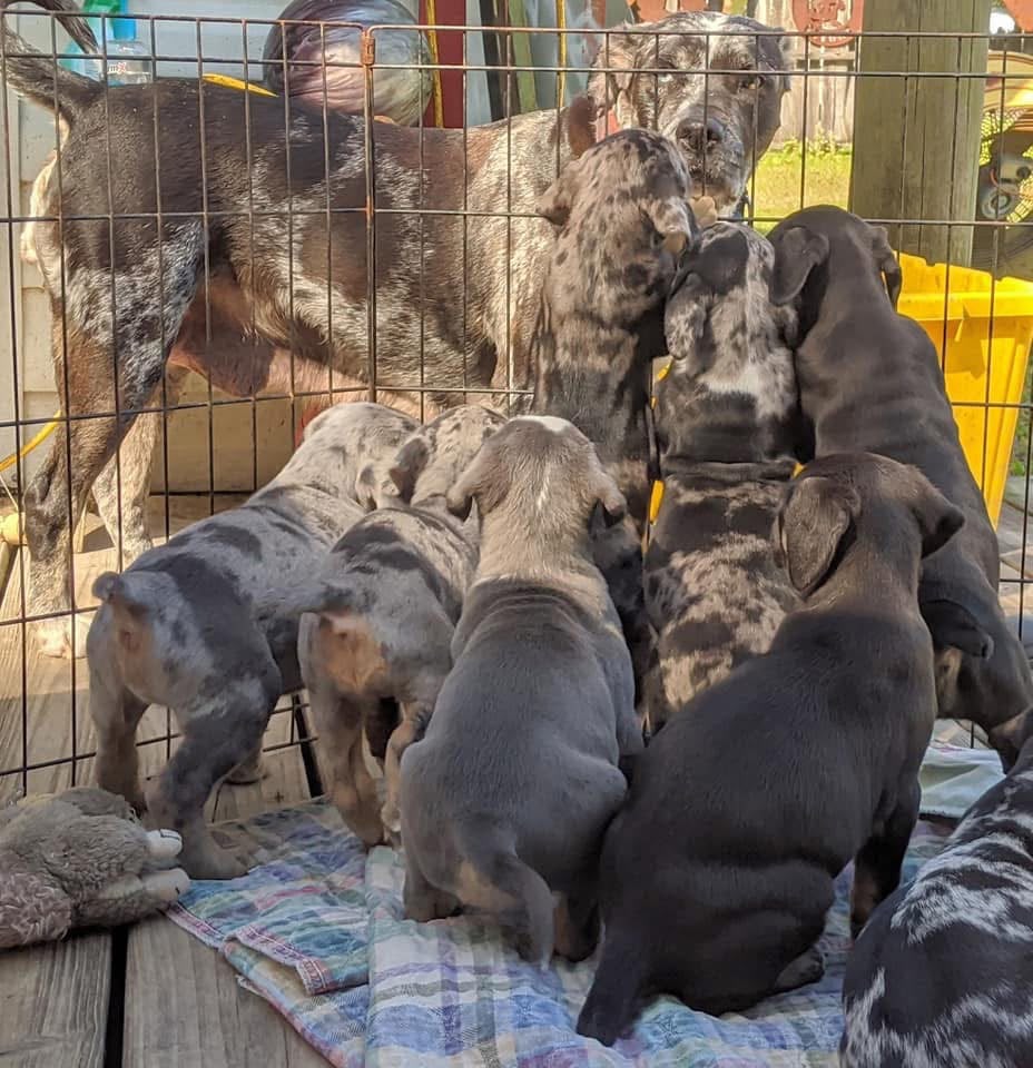 Mother Catahoula with her litter