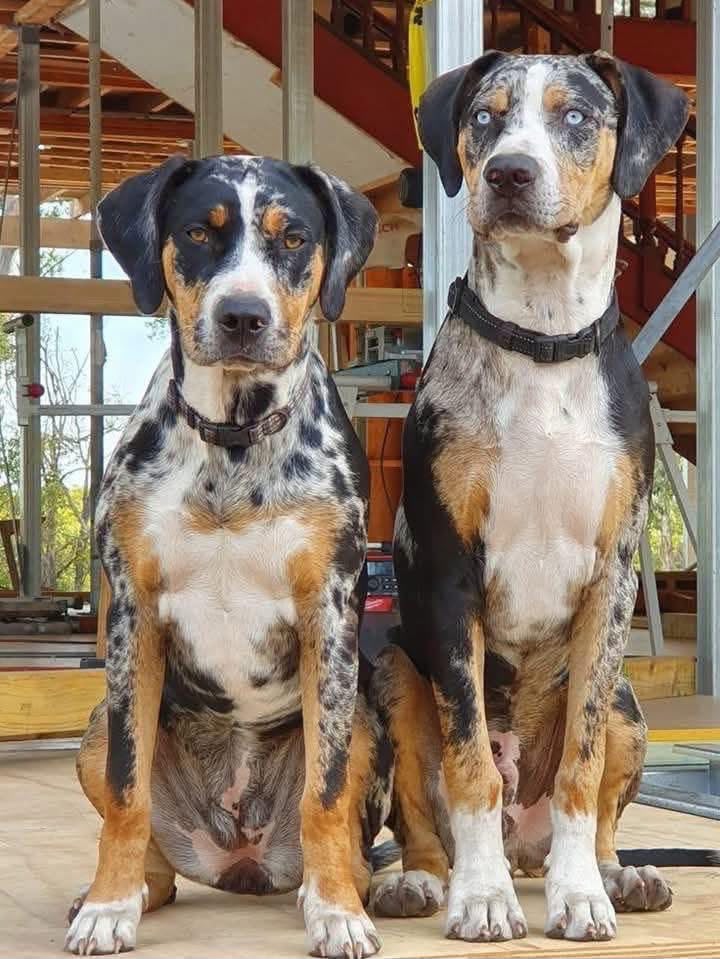 Catahoula heritage