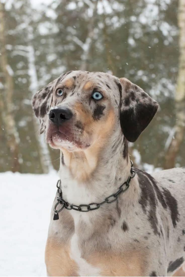 Hula - Female Catahoula with puppies
